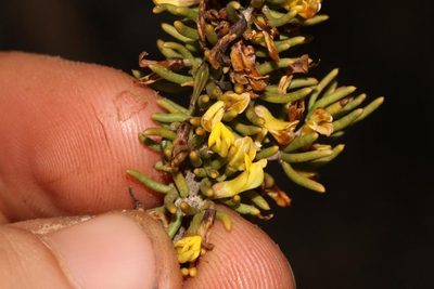 Aspalathus zeyheri, photographed by Brian du Preez