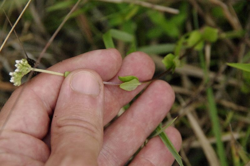 Mitreola sessilifolia, photographed by Eric Knight