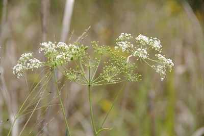Oxypolis rigidior, photographed by Eric Knight