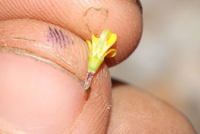 Aspalathus mundiana, photographed by Brian du Preez