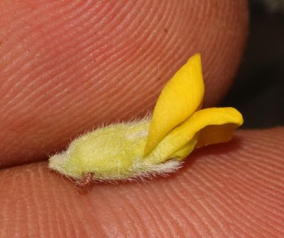 Xiphotheca guthriei, photographed by Brian du Preez