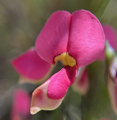 Sphaerolobium rostratum, photographed by pimelea