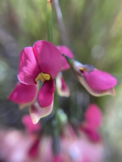Sphaerolobium rostratum, photographed by pimelea