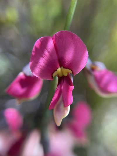 Sphaerolobium rostratum, photographed by pimelea