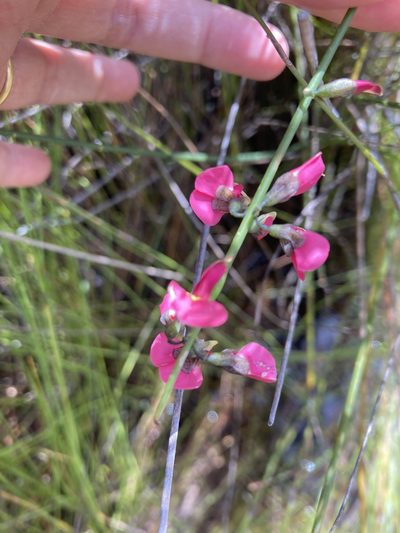 Sphaerolobium rostratum, photographed by pimelea