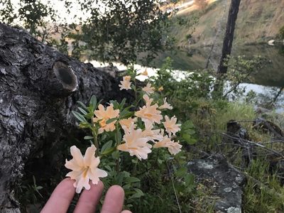 Diplacus grandiflorus, photographed by Marcus Tamura