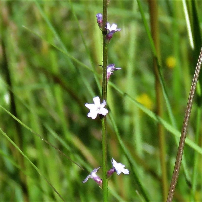 Verbena gracilescens, photographed by Gustavo Puente