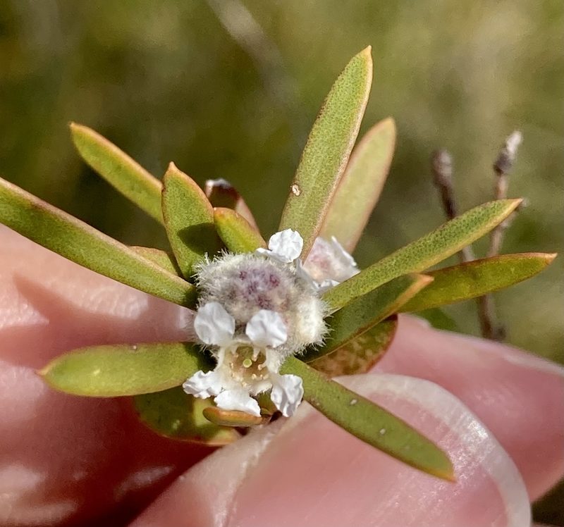 Taxandria linearifolia, photographed by pimelea