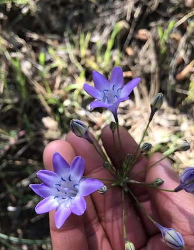 Triteleia bridgesii, photographed by Marcus Tamura