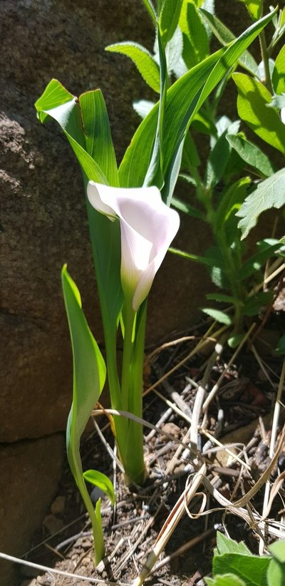 Zantedeschia rehmannii, photographed by Suvarna Parbhoo Mohan