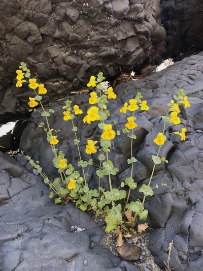 Erythranthe glaucescens, photographed by Marcus Tamura