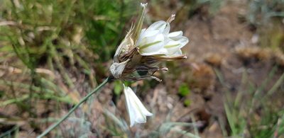 Chlorophytum cooperi, photographed by Suvarna Parbhoo Mohan