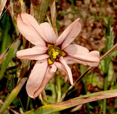 Moraea minor, photographed by desertnaturalist