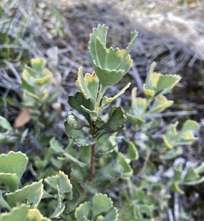 Adenanthos cuneatus, photographed by pimelea
