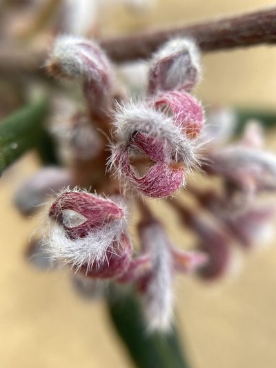 Grevillea occidentalis, photographed by pimelea