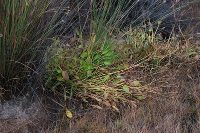 Villarsia capensis, photographed by Tony Rebelo