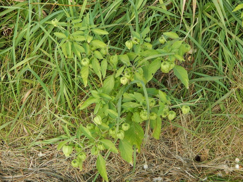 Physalis longifolia, photographed by Tom Lazar