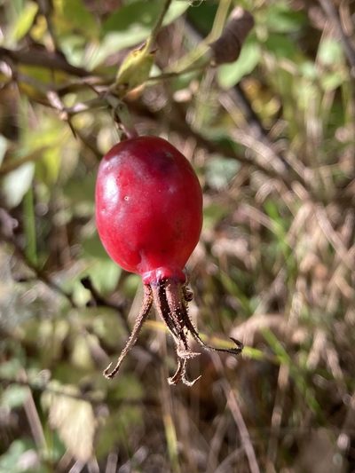 Rosa sherardii, photographed by er-birds