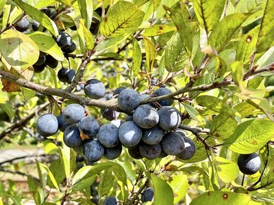 Prunus maritima, photographed by Jason K.