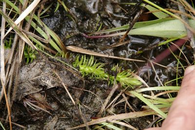 Lycopodiella appressa, photographed by Eric Knight
