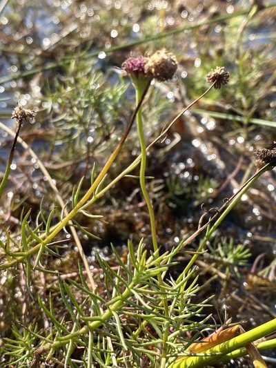 Sclerolepis uniflora, photographed by Jason K.