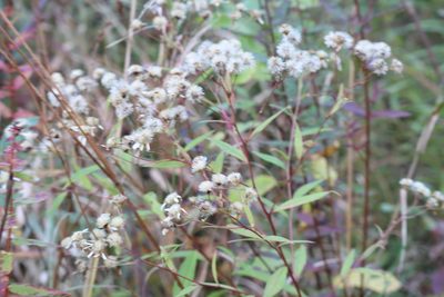 Doellingeria umbellata, photographed by Henry "Nick" Robertson