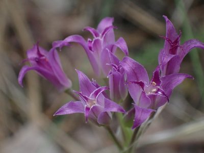 Allium acuminatum, photographed by Ellyne Geurts