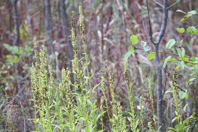 Physostegia virginiana, photographed by Henry "Nick" Robertson