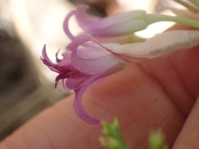 Allium acuminatum, photographed by Ellyne Geurts