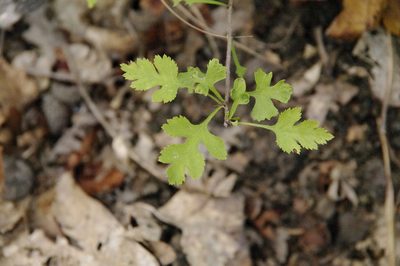 Crataegus marshallii, photographed by Eric Knight