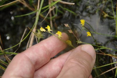 Utricularia juncea, photographed by Eric Knight