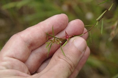 Ludwigia linearis, photographed by Eric Knight