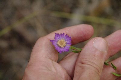 Symphyotrichum pratense, photographed by Eric Knight