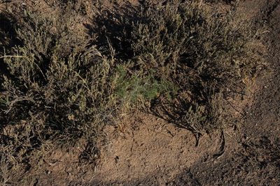Asparagus exuvialis, photographed by Tony Rebelo