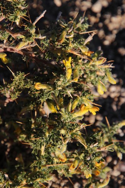 Melolobium microphyllum, photographed by Tony Rebelo