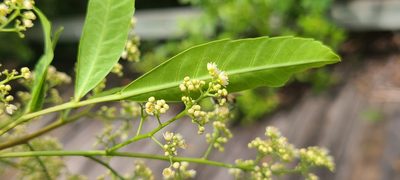 Paullinia pinnata, photographed by ritirene