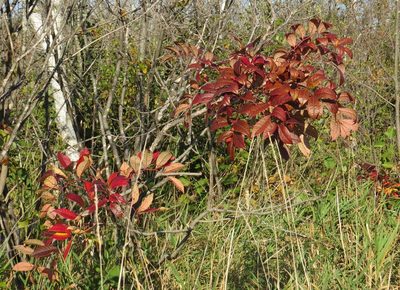 Toxicodendron vernix, photographed by Marilynn Miller