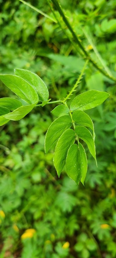 Mimosa casta, photographed by ritirene