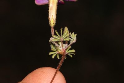 Oxalis engleriana, photographed by Brian du Preez