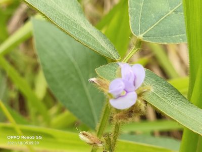 Calopogonium mucunoides, photographed by Ong Jyh Seng