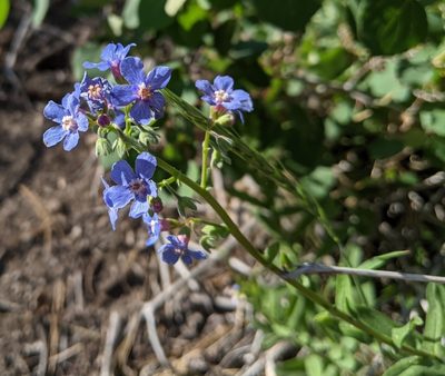 Hackelia velutina, photographed by Zac Peterson