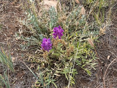 Oxytropis lambertii, photographed by lejones417
