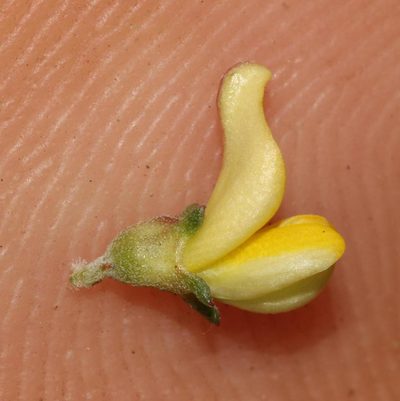 Aspalathus smithii, photographed by Brian du Preez
