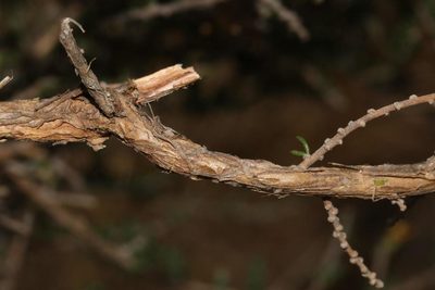 Aspalathus smithii, photographed by Brian du Preez