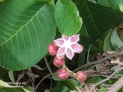 Dillenia suffruticosa, photographed by Ong Jyh Seng