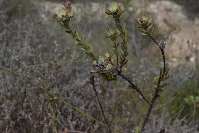 Leucadendron coriaceum, photographed by Brian du Preez