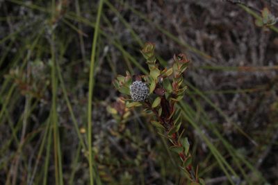 Leucadendron coriaceum, photographed by Brian du Preez