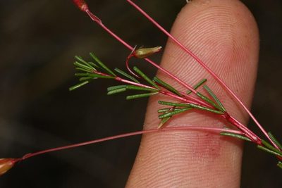 Oxalis confertifolia, photographed by Brian du Preez