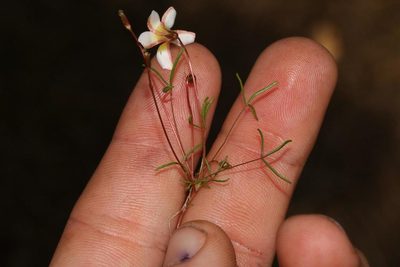 Oxalis leptogramma, photographed by Brian du Preez