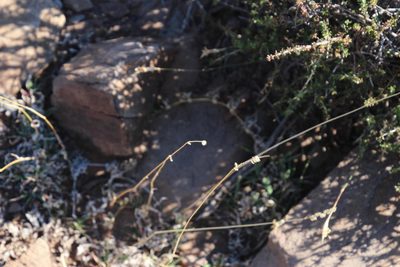 Tragus koelerioides, photographed by Tony Rebelo